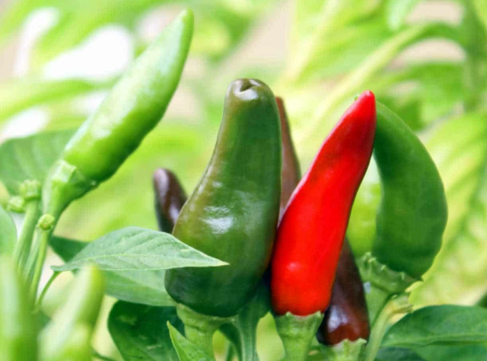 Peperoncino Fresco Calabrese assorted fresh chili peppers growing in a garden.