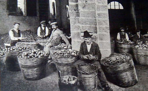 Essenza di Bergamott, lavoratori con cesti di agrumi nella provincia di Reggio Calabria.