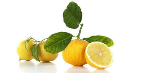 Bergamotto fresh fruit from Reggio Calabria with green leaves on a white background.