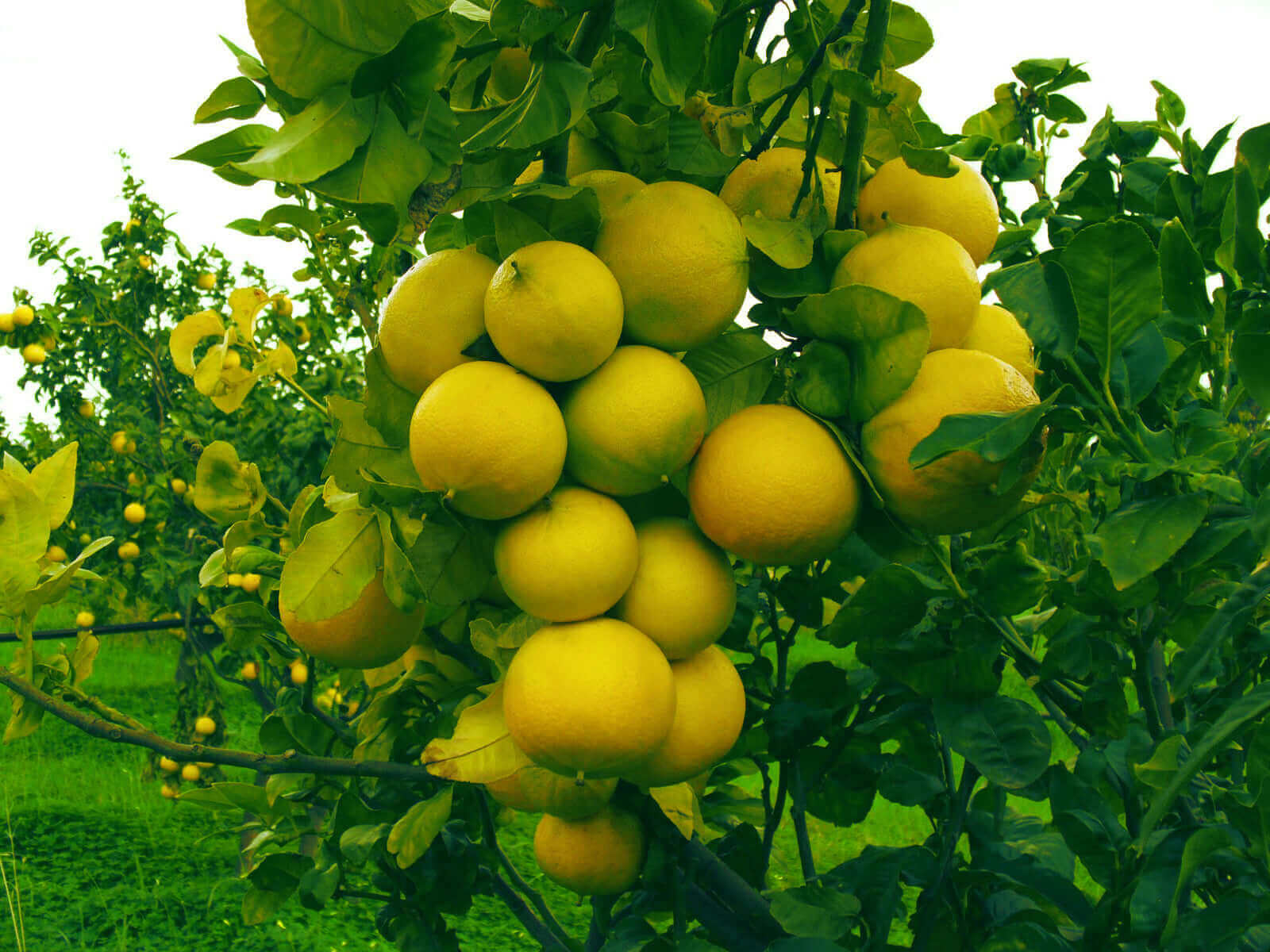 Bergamotto fresco l'originale di Reggio Calabria 1 Kg. - frutta e verdura di stagione - horecahub.myshopify.com