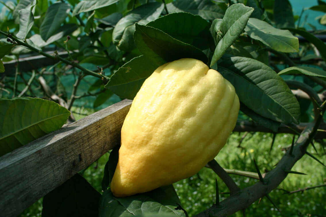 Cedri Calabresi - Freschi su pianta, caratteristico limone gigante calabrese con buccia spessa.