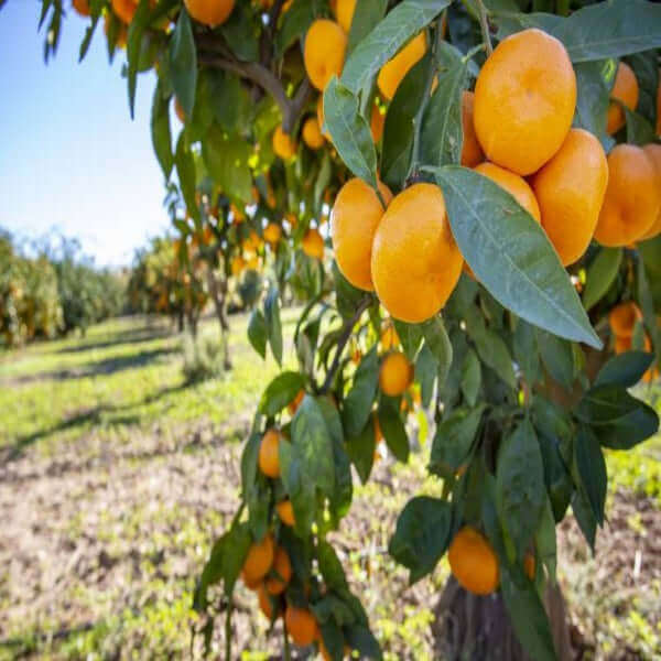 Clementine di Calabria fresche e mature su un albero, pronte per la raccolta in un campo di Calabria.