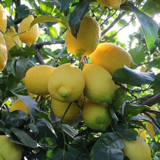 Limoni di Calabria appena raccolti su un albero, freschi e biologici.