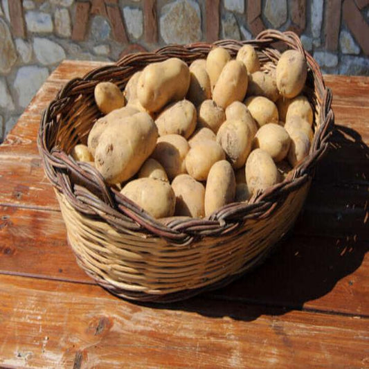Patate d' Aspromonte in un cestino di vimini, coltivate in Calabria ad alta quota.