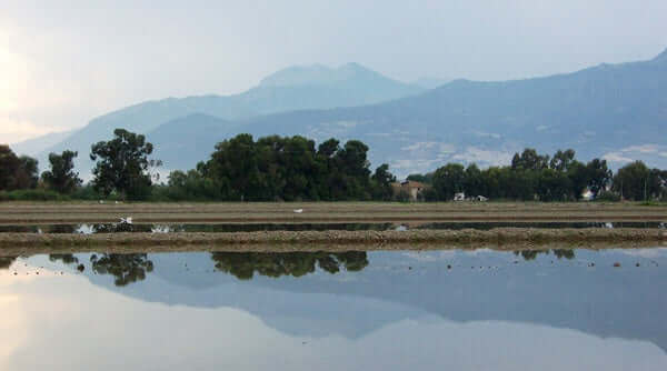 Riso di Sibari - Arborio di Calabria landscape with rice fields and mountains in the background.