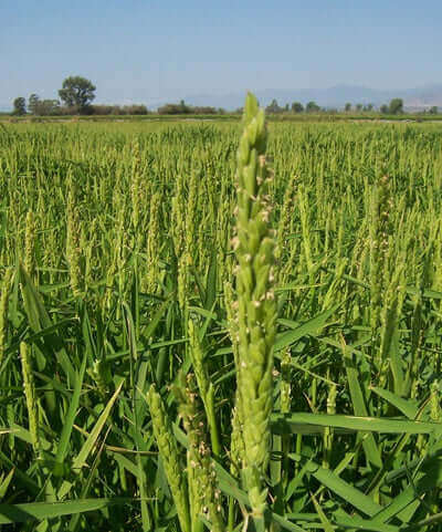 Riso di Sibari - Nerone di Calabria cultivation in a sunny field with lush green rice plants.