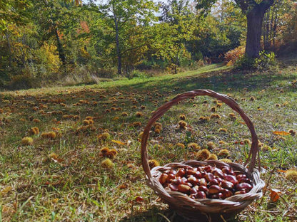 Castagne Calabria - box da 5 kg