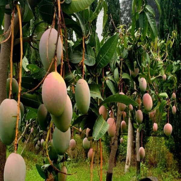 Mango trees laden with ripe fruit in a lush green orchard
