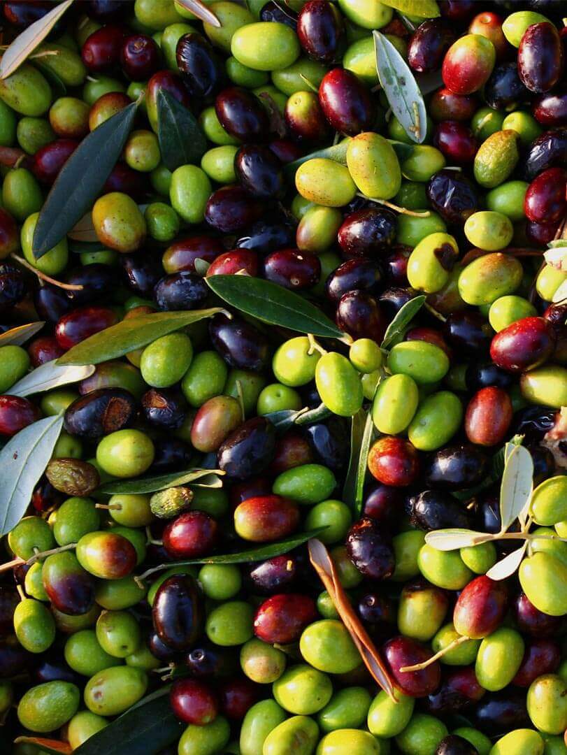 Olio di Oliva 100% Italiano Biologico da Molitura a Freddo - Olio - horecahub.myshopify.com