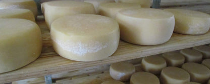 Wheels of cheese aging on wooden shelves in a cheese cellar.