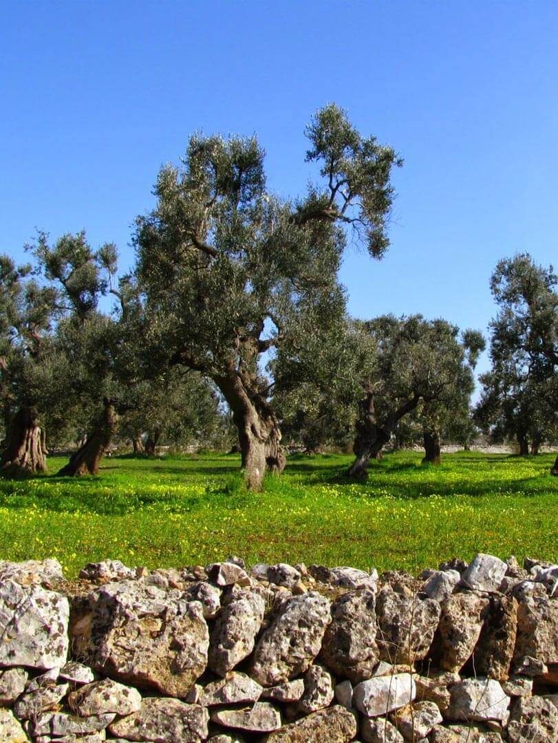 Olio di Oliva 100% Italiano Biologico da Molitura a Freddo - Olio - horecahub.myshopify.com